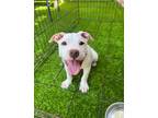 Adopt Vive hard a Pit Bull Terrier, Boxer