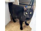 Adopt Mama Frost a Domestic Short Hair
