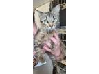 Adopt lacey a American Shorthair