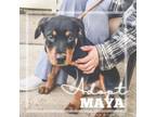 Adopt Maya a Rottweiler, Mixed Breed