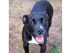 Adopt Penny a American Staffordshire Terrier, Mixed Breed
