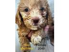 Adopt Miss Mayflower #2049 a Poodle