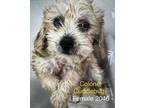Adopt Colonel Cuddlebugs #2046 a Poodle