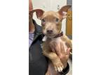Adopt Arby a Pit Bull Terrier, Mixed Breed