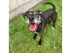 Adopt Old Girl a Mixed Breed