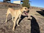 Adopt Fanta a Great Dane / Mixed dog in Dallas, TX (37014019)