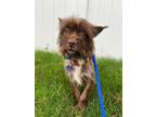 Adopt Rosie a Yorkshire Terrier, Wirehaired Terrier