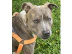 Adopt Victoria a Pit Bull Terrier, American Staffordshire Terrier