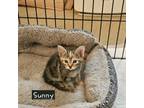 Adopt Sunny (Campground Cuties Litter) a Domestic Short Hair
