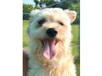 Adopt Wanda a Wirehaired Terrier, Yorkshire Terrier