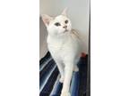 Adopt Snowball (Bonded to Ruger) a Domestic Short Hair, Siamese