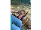 Adopt BADGER a Pit Bull Terrier, Mixed Breed
