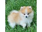 Pomeranian Puppy for sale in Perry, MI, USA