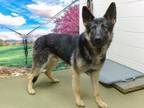 Adopt A534480 a German Shepherd Dog
