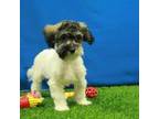 Maltipoo Puppy for sale in Hickory, NC, USA