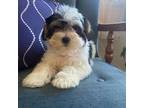 Shih Tzu Puppy for sale in Stafford Springs, CT, USA
