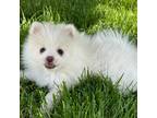 Pomeranian Puppy for sale in Fostoria, MI, USA
