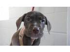 Adopt BRONCO a Pit Bull Terrier