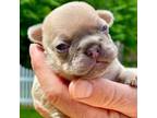 French Bulldog Puppy for sale in Breezewood, PA, USA
