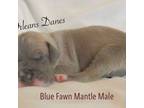 Blue Fawn Mantle/Platinum