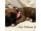 Great Dane Puppy for sale in New Orleans, LA, USA