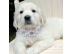 Golden Retriever Puppy for sale in Candler, NC, USA