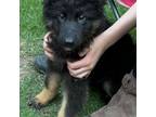 German Shepherd Dog Puppy for sale in Gray Court, SC, USA