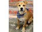 Adopt Dale a Labrador Retriever, Pit Bull Terrier