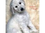 Mutt Puppy for sale in Saint Clair Shores, MI, USA