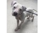 Adopt Thumper a Pit Bull Terrier, Mixed Breed