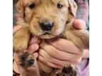 Golden Retriever Puppy for sale in Moriarty, NM, USA