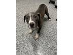 Adopt Larry a Staffordshire Bull Terrier