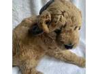 Goldendoodle Puppy for sale in Duluth, GA, USA