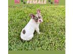 French Bulldog Puppy for sale in Miami Gardens, FL, USA
