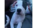 American Pit Bull Terrier Puppy for sale in Elizabeth City, NC, USA