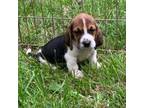 Basset Hound Puppy for sale in Fredericksburg, VA, USA