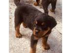 Rottweiler Puppy for sale in Inwood, WV, USA