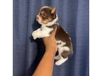 Yorkshire Terrier Puppy for sale in Valdosta, GA, USA