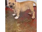 Olde Bulldog Puppy for sale in Detroit, MI, USA