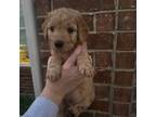 Mutt Puppy for sale in Wylie, TX, USA