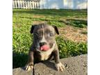 Mutt Puppy for sale in Raleigh, NC, USA