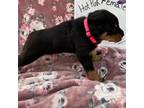 Rottweiler Puppy for sale in Coulterville, IL, USA