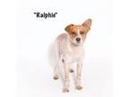 Adopt Ralphie a Cattle Dog
