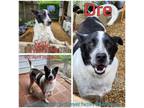 Adopt Dre a Collie, Mixed Breed