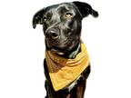 Adopt Dudley a Black Labrador Retriever / Mixed Breed (Medium) / Mixed dog in