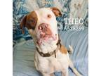 Adopt THEO a Mixed Breed