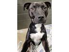 Adopt Stray Hold Nacho a Pit Bull Terrier, Mixed Breed