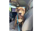 Adopt PLEASANT a Pit Bull Terrier, Mixed Breed
