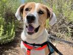 Adopt BARLEY a Foxhound, Beagle