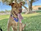 Adopt MADDOX a Pit Bull Terrier, Mixed Breed